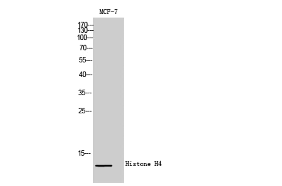 Western blot - Histone H4 Polyclonal Antibody from Signalway Antibody (41022) - Antibodies.com