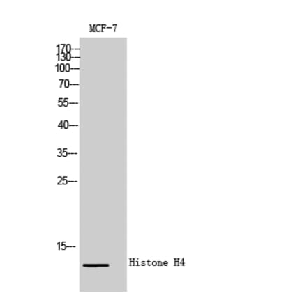 Western blot - Histone H4 Polyclonal Antibody from Signalway Antibody (41022) - Antibodies.com