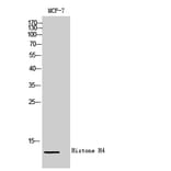 Western blot - Histone H4 Polyclonal Antibody from Signalway Antibody (41022) - Antibodies.com