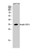 Western blot - HoxA11/D11 Polyclonal Antibody from Signalway Antibody (41028) - Antibodies.com