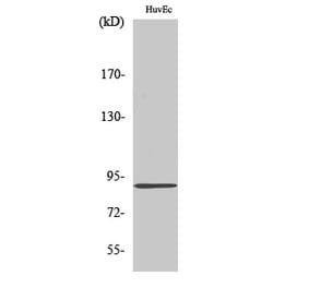 Western blot - Kanadaptin Polyclonal Antibody from Signalway Antibody (41088) - Antibodies.com