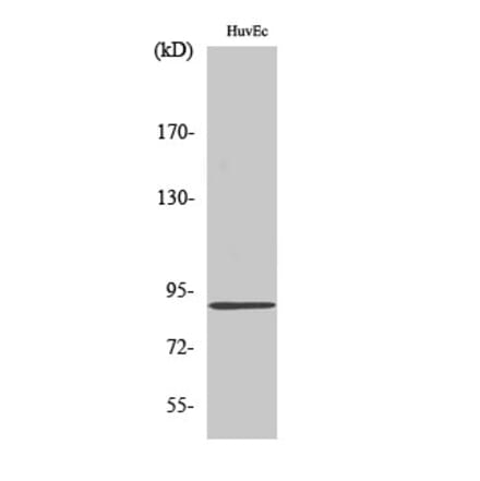 Western blot - Kanadaptin Polyclonal Antibody from Signalway Antibody (41088) - Antibodies.com