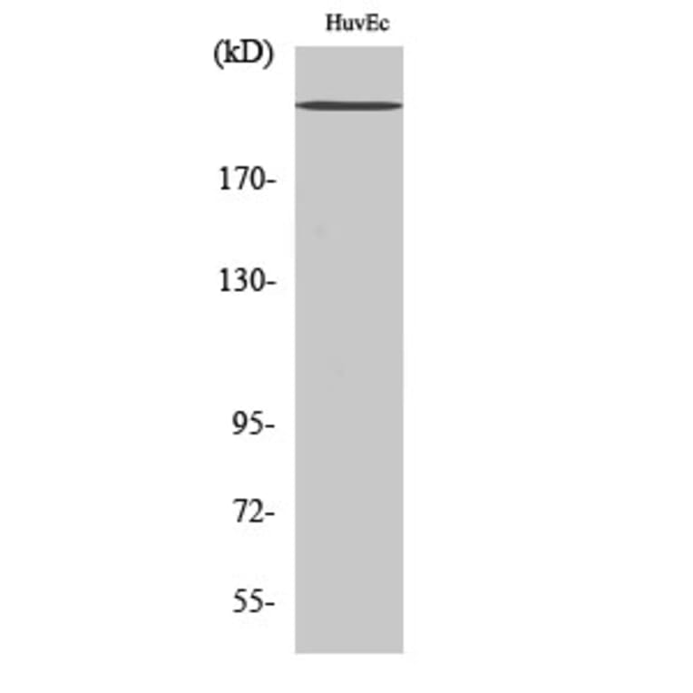 Western blot - Na+ CP-pan Polyclonal Antibody from Signalway Antibody (41201) - Antibodies.com