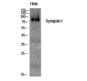 Western blot - Synapsin I Polyclonal Antibody from Signalway Antibody (41470) - Antibodies.com