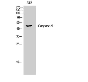 Western blot - Caspase-9 Polyclonal Antibody from Signalway Antibody (40675) - Antibodies.com