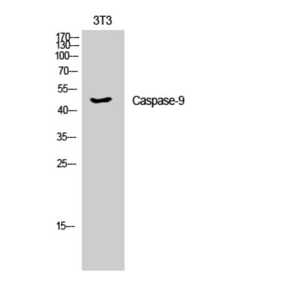 Western blot - Caspase-9 Polyclonal Antibody from Signalway Antibody (40675) - Antibodies.com