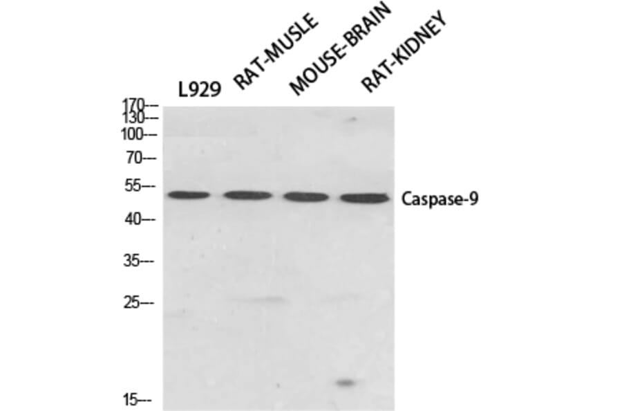 Western blot - Caspase-9 Polyclonal Antibody from Signalway Antibody (40675) - Antibodies.com