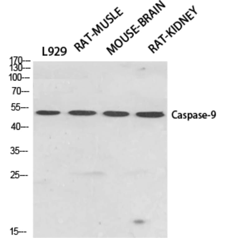 Western blot - Caspase-9 Polyclonal Antibody from Signalway Antibody (40675) - Antibodies.com