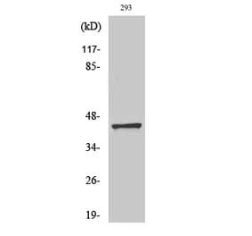 Western blot - Caspase-9 Polyclonal Antibody from Signalway Antibody (40677) - Antibodies.com