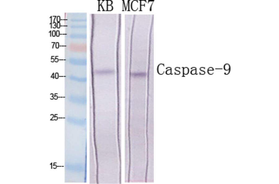 Western blot - Caspase-9 Polyclonal Antibody from Signalway Antibody (40677) - Antibodies.com
