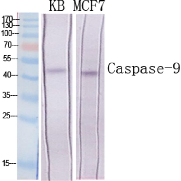 Western blot - Caspase-9 Polyclonal Antibody from Signalway Antibody (40677) - Antibodies.com