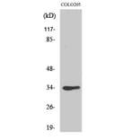 Western blot - Cdk1/Cdc2 Polyclonal Antibody from Signalway Antibody (40717) - Antibodies.com