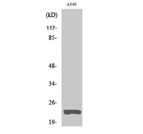 Western blot - Claudin-5 Polyclonal Antibody from Signalway Antibody (40754) - Antibodies.com