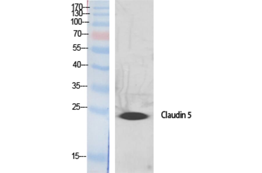 Western blot - Claudin-5 Polyclonal Antibody from Signalway Antibody (40754) - Antibodies.com