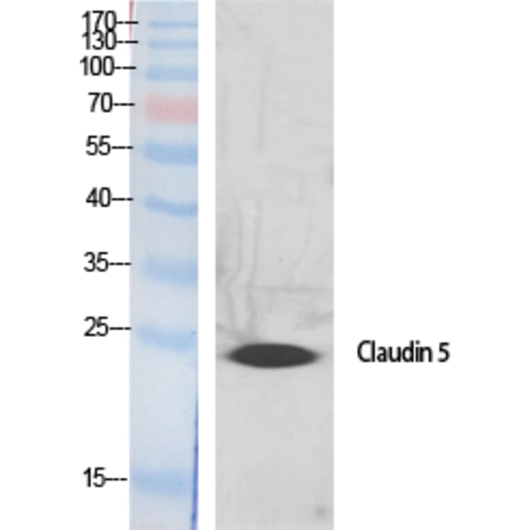 Western blot - Claudin-5 Polyclonal Antibody from Signalway Antibody (40754) - Antibodies.com