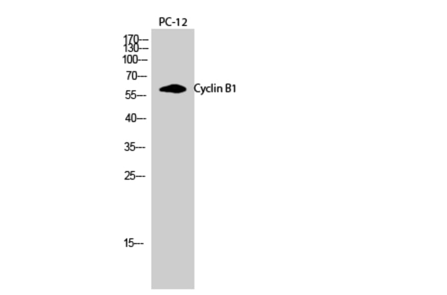Western blot - Cyclin B1 Polyclonal Antibody from Signalway Antibody (40802) - Antibodies.com