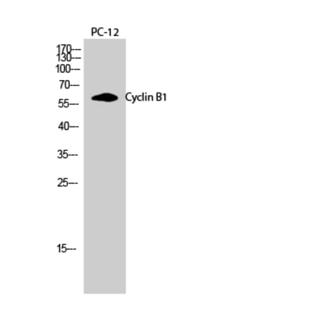 Western blot - Cyclin B1 Polyclonal Antibody from Signalway Antibody (40802) - Antibodies.com