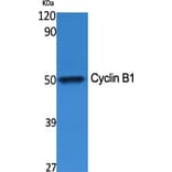 Western blot - Cyclin B1 Polyclonal Antibody from Signalway Antibody (40802) - Antibodies.com