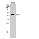 Western blot - Cyclin E1 Polyclonal Antibody from Signalway Antibody (40804) - Antibodies.com