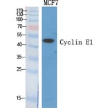 Western blot - Cyclin E1 Polyclonal Antibody from Signalway Antibody (40804) - Antibodies.com