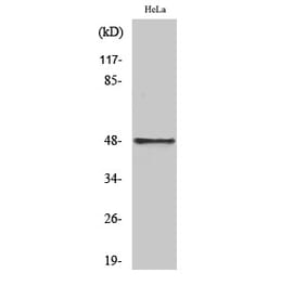 Western blot - Cyclin E1 Polyclonal Antibody from Signalway Antibody (40805) - Antibodies.com