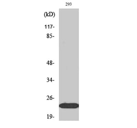 Western blot - Ephrin-A1 Polyclonal Antibody from Signalway Antibody (40892) - Antibodies.com