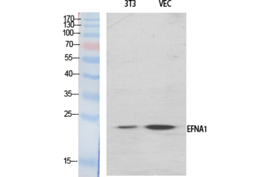 Western blot - Ephrin-A1 Polyclonal Antibody from Signalway Antibody (40892) - Antibodies.com