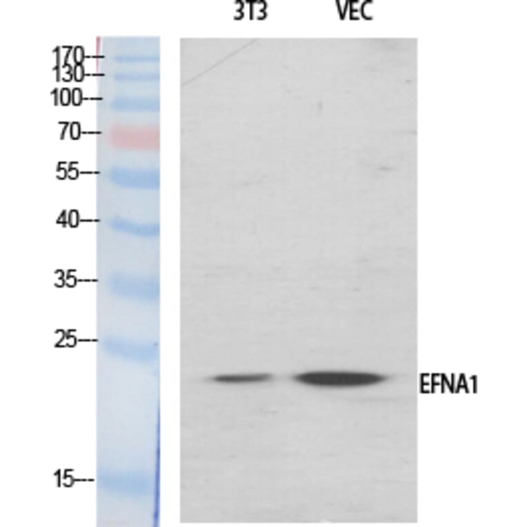 Western blot - Ephrin-A1 Polyclonal Antibody from Signalway Antibody (40892) - Antibodies.com