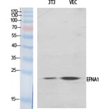 Western blot - Ephrin-A1 Polyclonal Antibody from Signalway Antibody (40892) - Antibodies.com