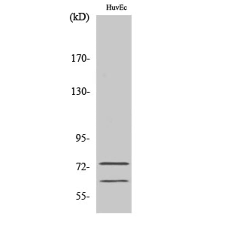 Western blot - Lamin A/C Polyclonal Antibody from Signalway Antibody (41099) - Antibodies.com