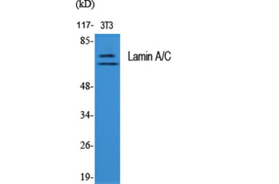 Western blot - Lamin A/C Polyclonal Antibody from Signalway Antibody (41099) - Antibodies.com