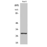 Western blot - PTTG1/2/3 Polyclonal Antibody from Signalway Antibody (41371) - Antibodies.com