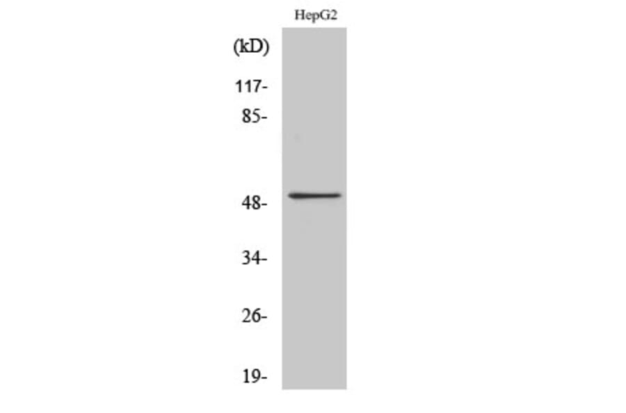 Western blot - Tubulin α Polyclonal Antibody from Signalway Antibody (41517) - Antibodies.com