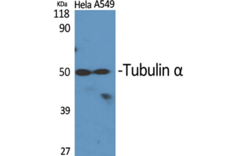Western blot - Tubulin α Polyclonal Antibody from Signalway Antibody (41517) - Antibodies.com