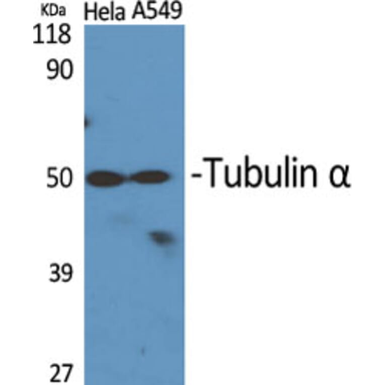 Western blot - Tubulin α Polyclonal Antibody from Signalway Antibody (41517) - Antibodies.com