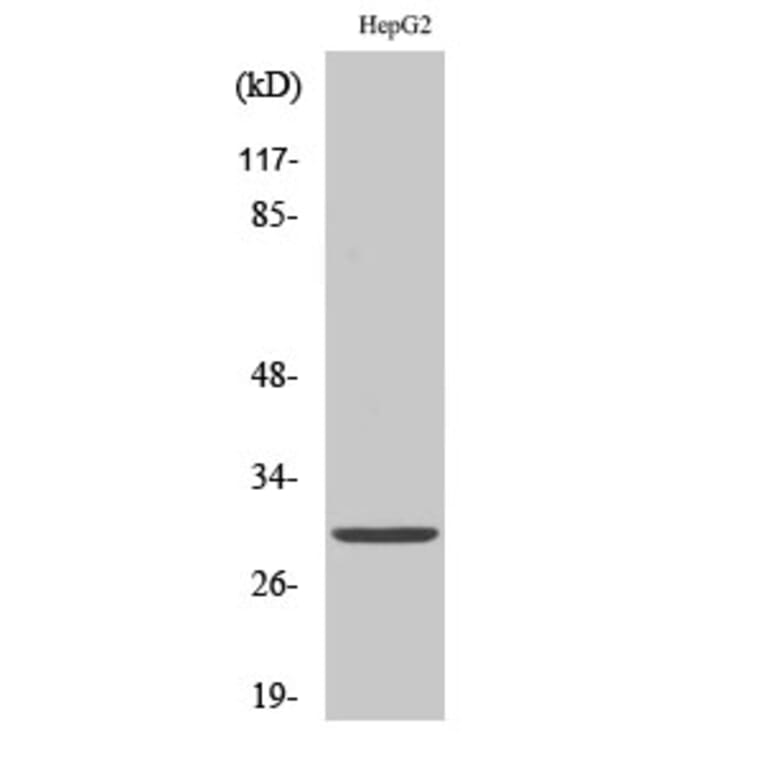 Western blot - 14-3-3 ε Polyclonal Antibody from Signalway Antibody (40523) - Antibodies.com