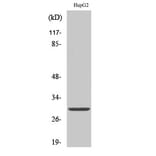 Western blot - 14-3-3 ε Polyclonal Antibody from Signalway Antibody (40523) - Antibodies.com