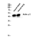 Western blot - Actin α3 Polyclonal Antibody from Signalway Antibody (40551) - Antibodies.com