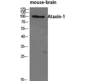 Western blot - Ataxin-1 Polyclonal Antibody from Signalway Antibody (40621) - Antibodies.com