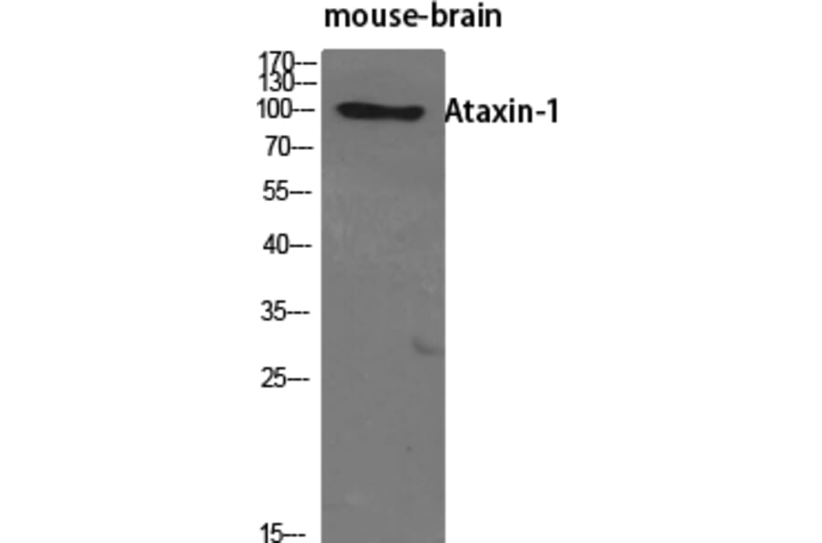 Western blot - Ataxin-1 Polyclonal Antibody from Signalway Antibody (40621) - Antibodies.com