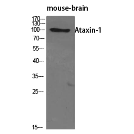 Western blot - Ataxin-1 Polyclonal Antibody from Signalway Antibody (40621) - Antibodies.com