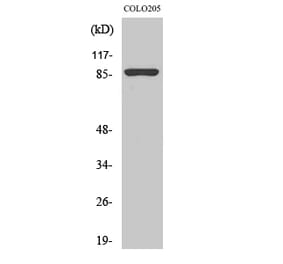 Western blot - Calnexin Polyclonal Antibody from Signalway Antibody (40669) - Antibodies.com