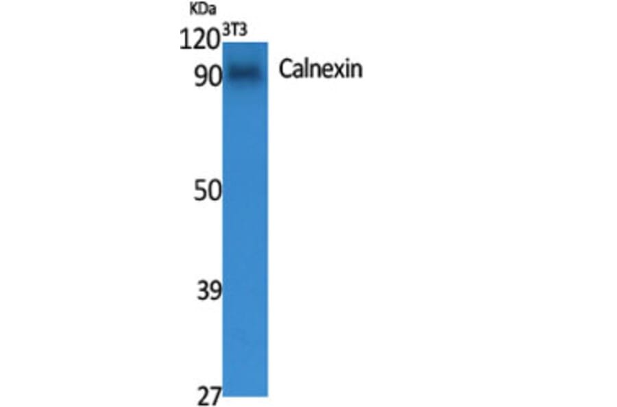 Western blot - Calnexin Polyclonal Antibody from Signalway Antibody (40669) - Antibodies.com