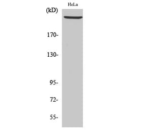 Western blot - DNA-PKCS Polyclonal Antibody from Signalway Antibody (40847) - Antibodies.com