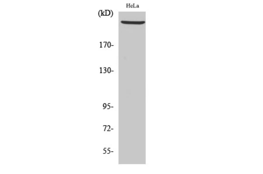 Western blot - DNA-PKCS Polyclonal Antibody from Signalway Antibody (40847) - Antibodies.com