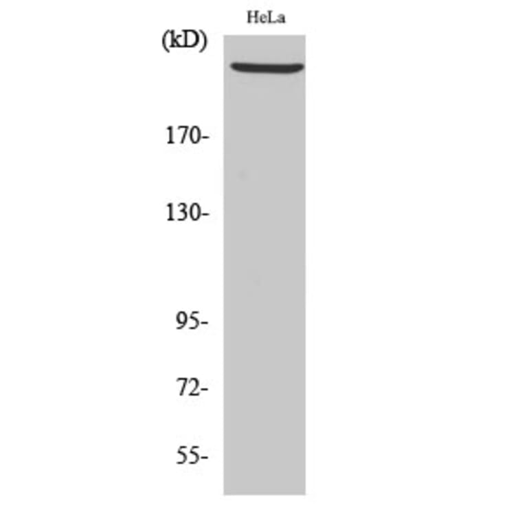 Western blot - DNA-PKCS Polyclonal Antibody from Signalway Antibody (40847) - Antibodies.com