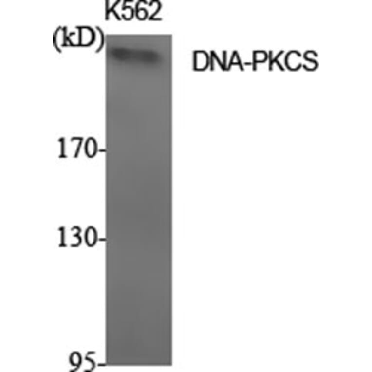 Western blot - DNA-PKCS Polyclonal Antibody from Signalway Antibody (40847) - Antibodies.com