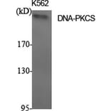 Western blot - DNA-PKCS Polyclonal Antibody from Signalway Antibody (40847) - Antibodies.com