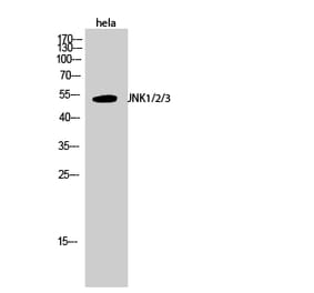 Western blot - JNK1/2/3 Polyclonal Antibody from Signalway Antibody (41085) - Antibodies.com