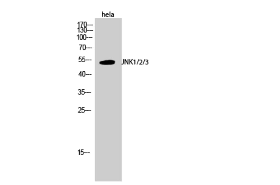 Western blot - JNK1/2/3 Polyclonal Antibody from Signalway Antibody (41085) - Antibodies.com
